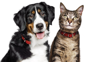 Um cachorro e um gato
