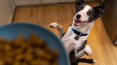 Cão olhando para a tigela do chão da cozinha