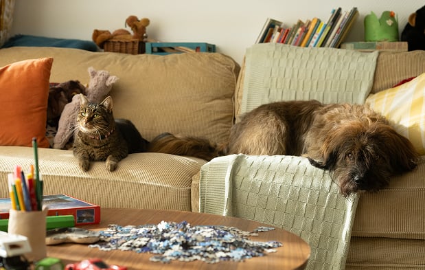 Gato e cachorro relaxando em um sofá