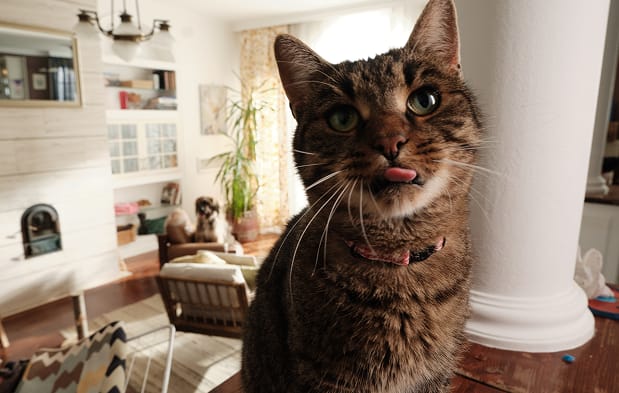 Gato esperando por sua comida