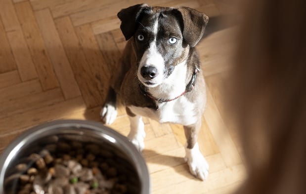 Cão olhando do chão para uma tigela de comida de cachorro