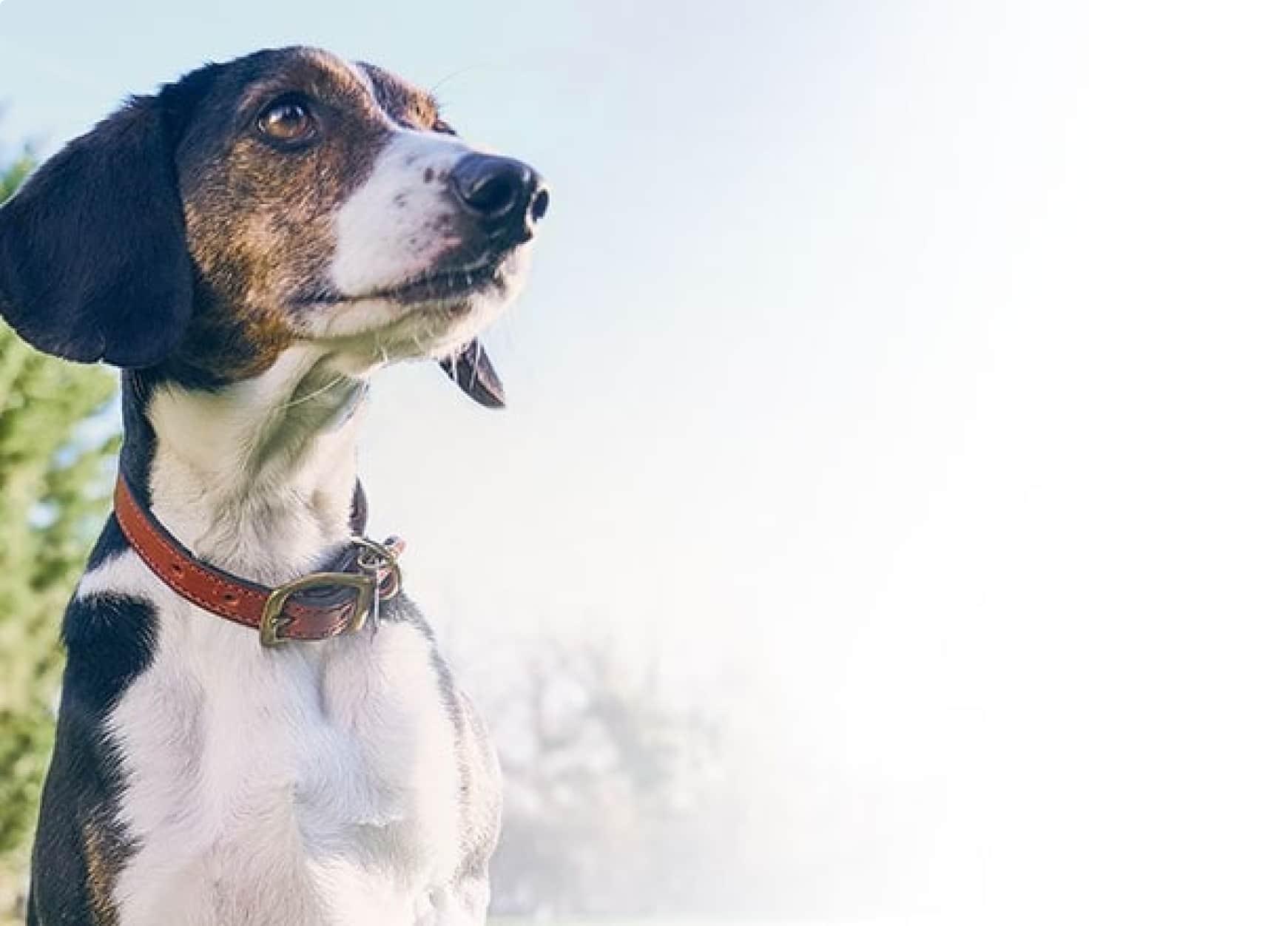 Um cão de estimação sênior
