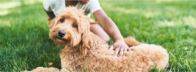 Foto de um menino acariciando um cachorro na grama