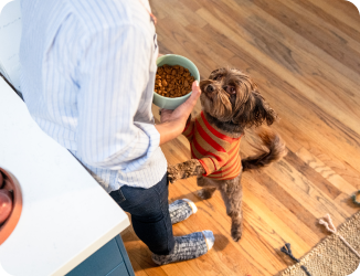 Um cachorro com um suéter laranja de pé sobre as patas traseiras contra seu dono, que está segurando uma tigela de comida de cachorro