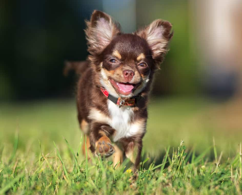 Un chihuahua feliz