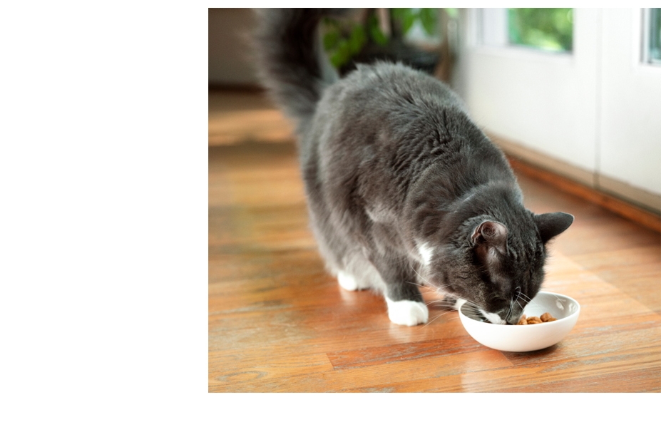 Um gato cinza comendo no chão