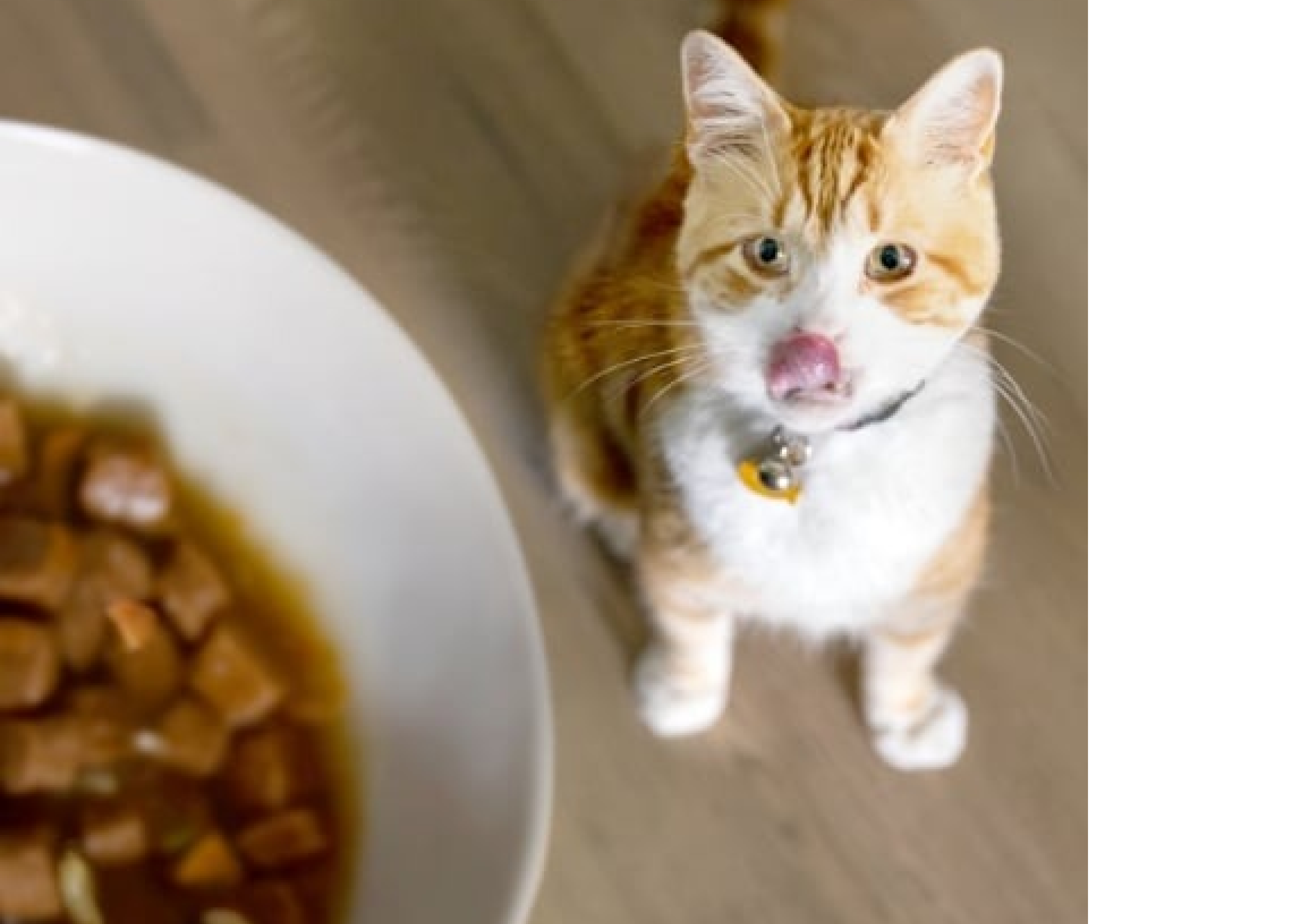 Um gato olhando para uma tigela de comida de gato