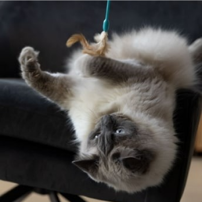 Um gato cinza brincando com um brinquedo em um sofá