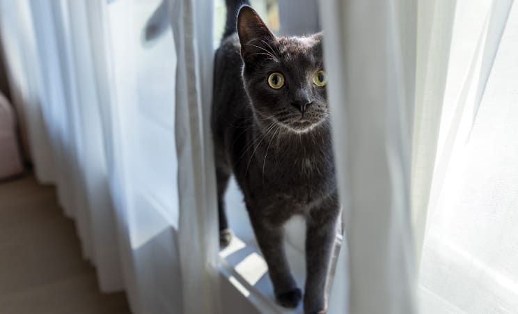 Um gato preto ao lado de uma cortina branca
