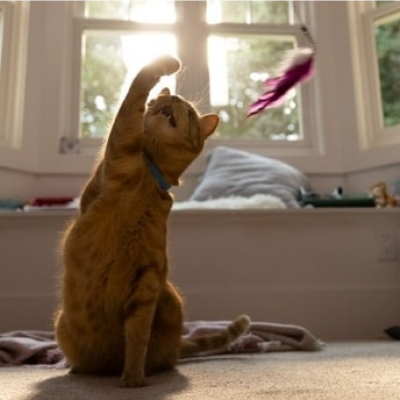 Um gato tentando pegar um brinquedo pendurado