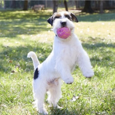 Um cachorro brincando ao ar livre segurando uma bola na boca