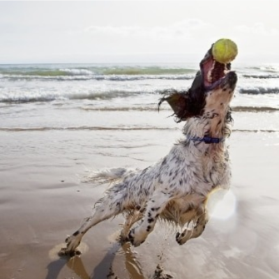 Um cachorro na praia pegando uma bola