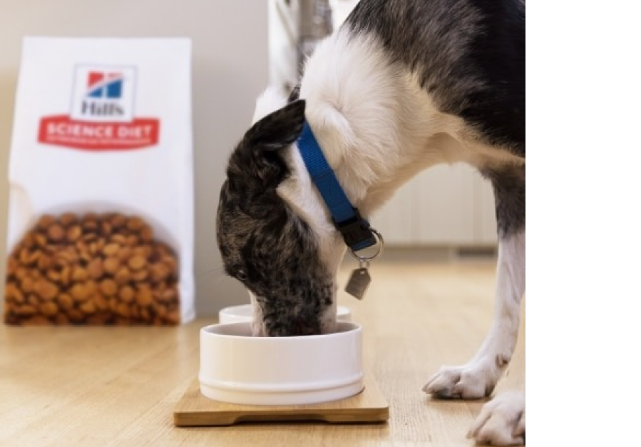 Um cachorro comendo o alimento Hill's Science Diet em uma tigela