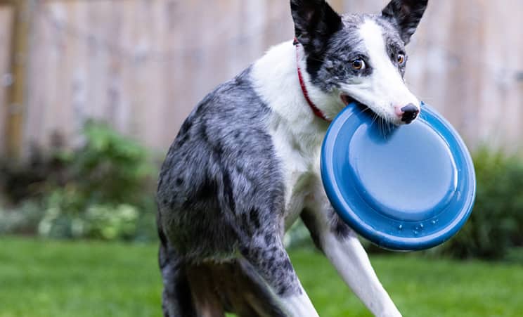 Um cachorro de estimação pegando um disco azul